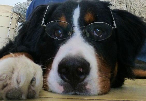 Viajar con nuestros amigos con 4 patas Pic X